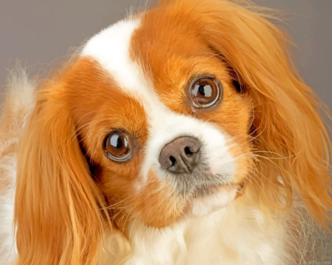King Charles Cavalier Pet Paint By Number.png