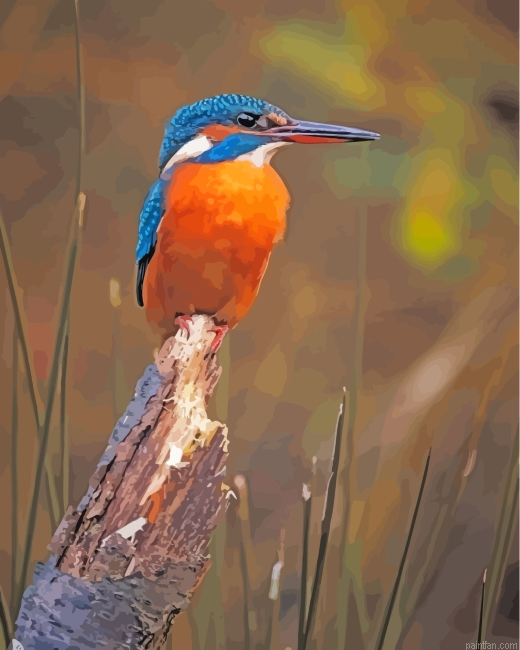 Kingfisher Bird Paint By Number.png