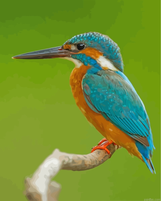 Kingfisher Paint By Number.png
