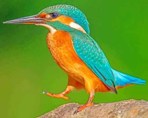 Kingfisher Standing On Rock Paint By Number.png