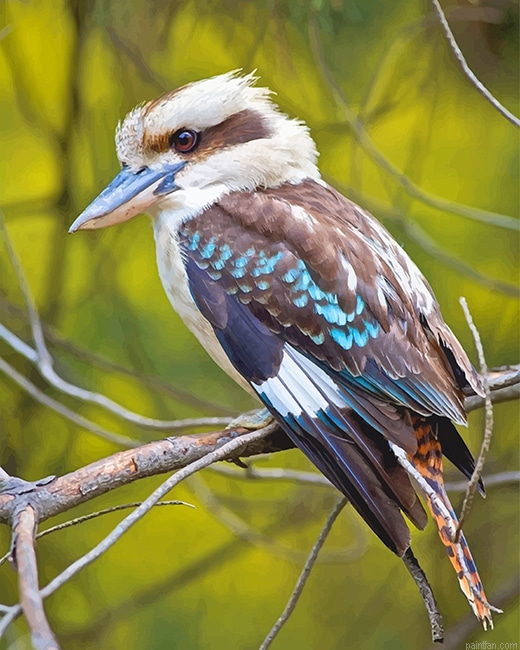 Kookaburra Bird New Paint By Numbers.png