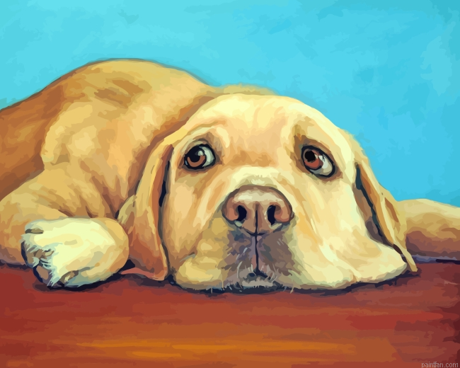 Labrador Retriever Paint By Numbers.png