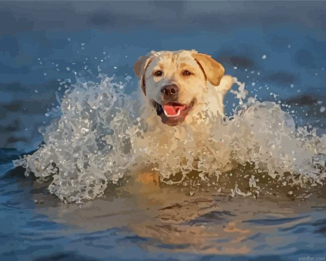 Labrador Swimming Paint By Numbers.png