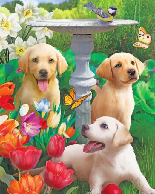 Labradors In Garden Paint By Numbers.png