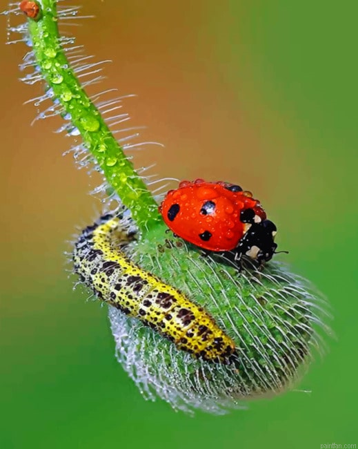 Ladybug Insects Paint By Numbers.png