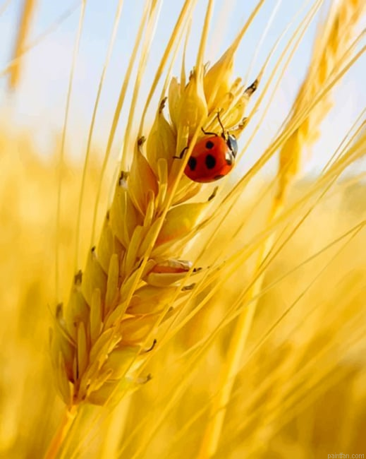 Ladybug On A Grain Of Wheat New Paint By Numbers.png