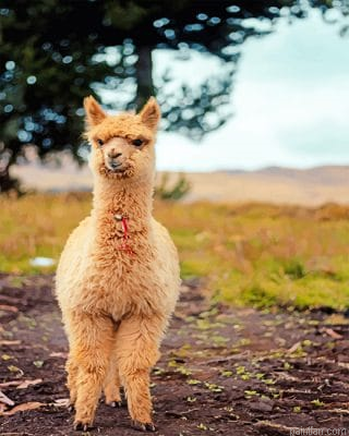 Lama Baby New Paint By Numbers.png