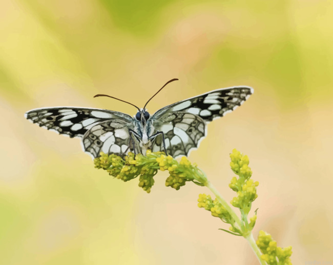 Large Tree Nymph Butterflies Paint By Number.png