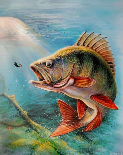 Largemouth Bass Fish New Paint By Numbers.png