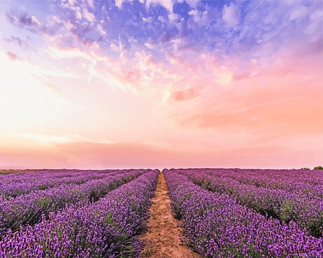 Lavender Field New Paint By Numbers.png