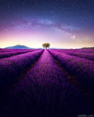 Lavender Fields Paint By Numbers.png
