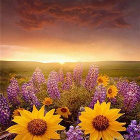 Lavender Sunflower Paint By Numbers.png