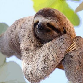 Laying Sloth Paint By Numbers.png