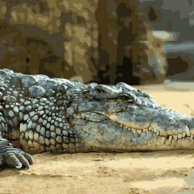 Lazy Alligator Paint By Numbers.png