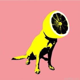 Lemon Dog Paint By Numbers.png