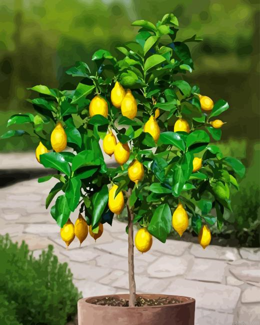 Lemon Plant Paint By Numbers.png