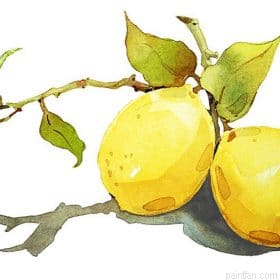 Lemons Still Life Paint By Numbers.png