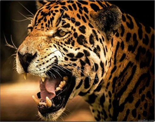Leopard Fangs Paint By Numbers.png