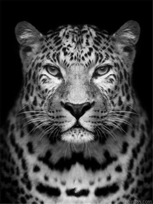 Leopard Paint By Numbers.png