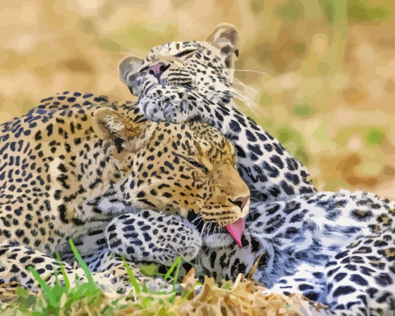 Leopard Playing Paint By Numbers.png
