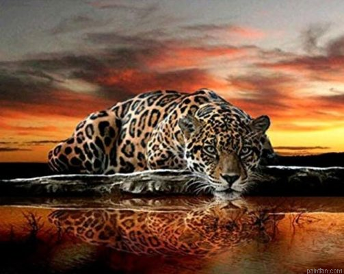 Leopard Stare Paint By Numbers.png