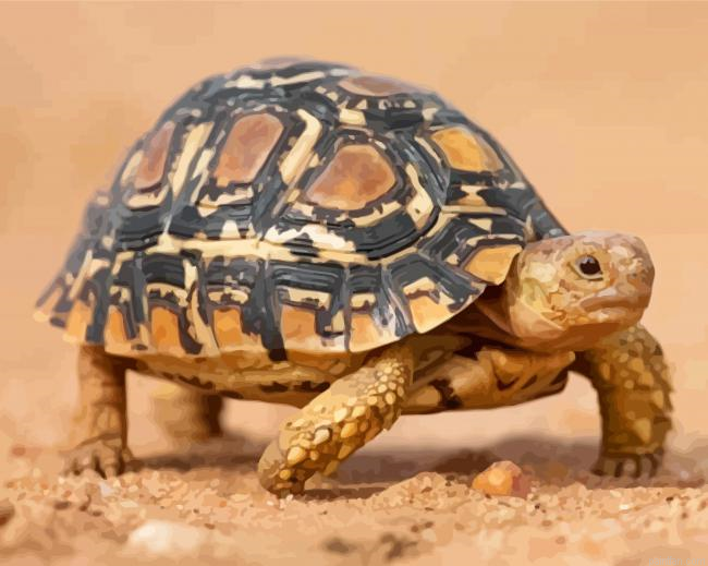 Leopard Tortoise Paint By Number.png