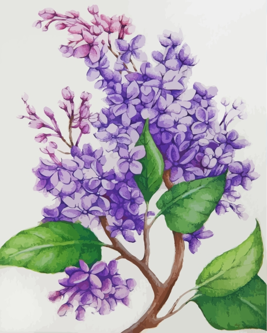 Lilac Flowers Paint By Number.png