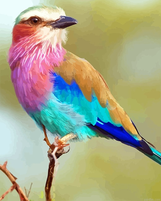 Lilac Breasted Roller New Paint By Numbers.png