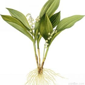 Lily Of The Valley Paint By Numbers.png