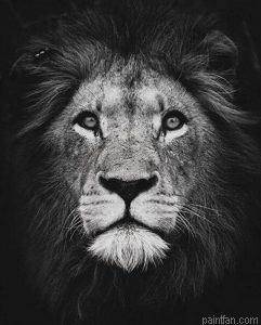 Lion Animal Paint By Numbers.png