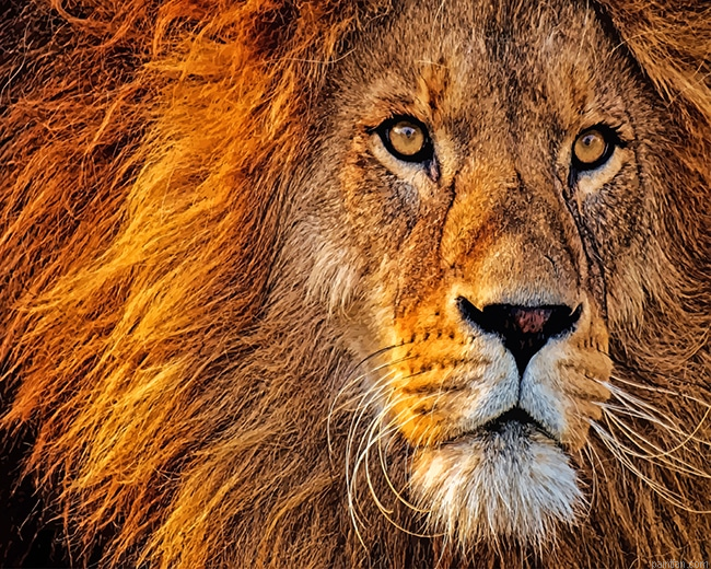 Lion Head New Paint By Numbers.png