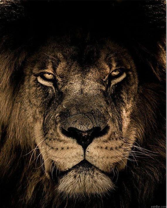 Lion In Dark Paint By Numbers.png