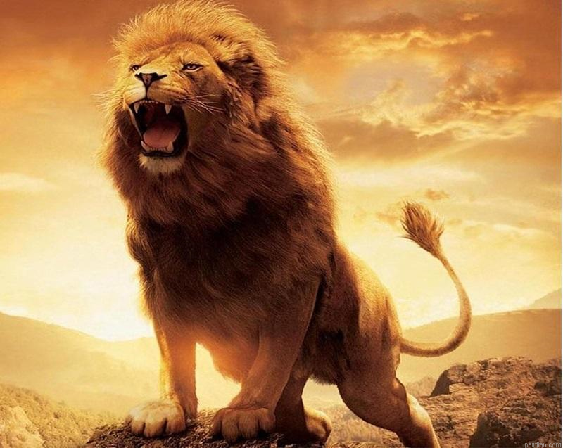 Lion In Wild Paint By Numbers.png