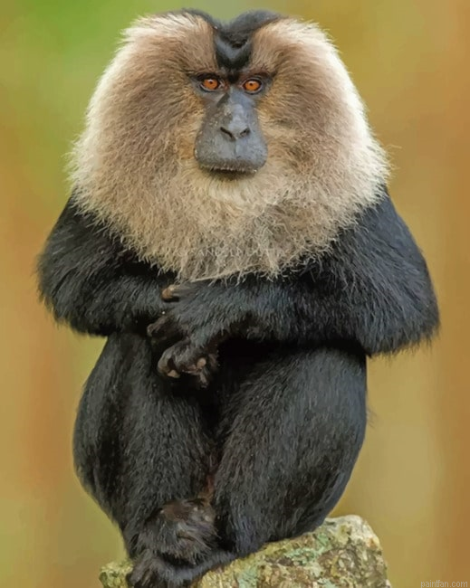 Lion Tailed Macaque Paint By Number.png