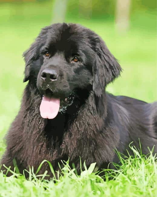 Little Black Golden Retriever Paint By Numbers.png