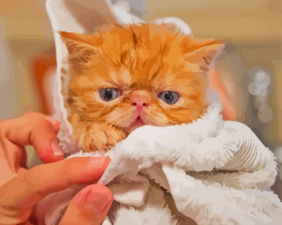 Little Cat After Shower Paint By Numbers.png