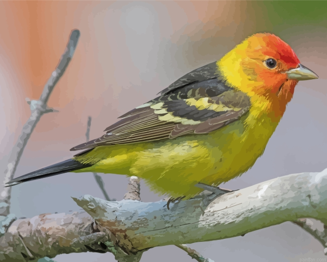 Little Western Tanager Bird Paint By Number.png