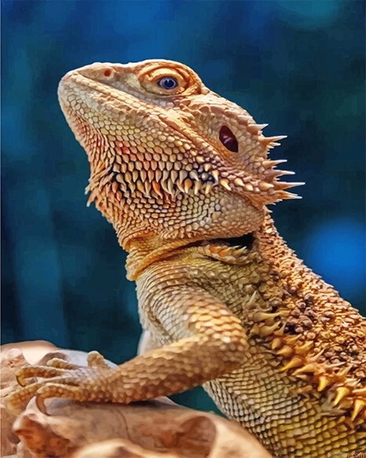 Lizard Bearded Agama New Paint By Numbers.png