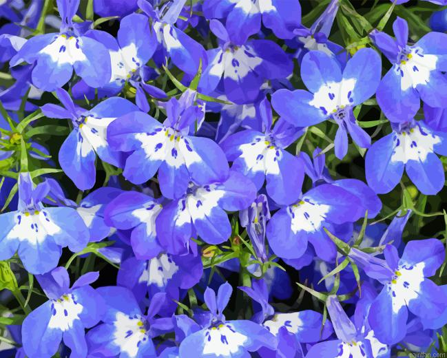 Lobelia Paint By Numbers.png