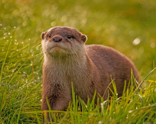 Lone Otter Paint By Number.png