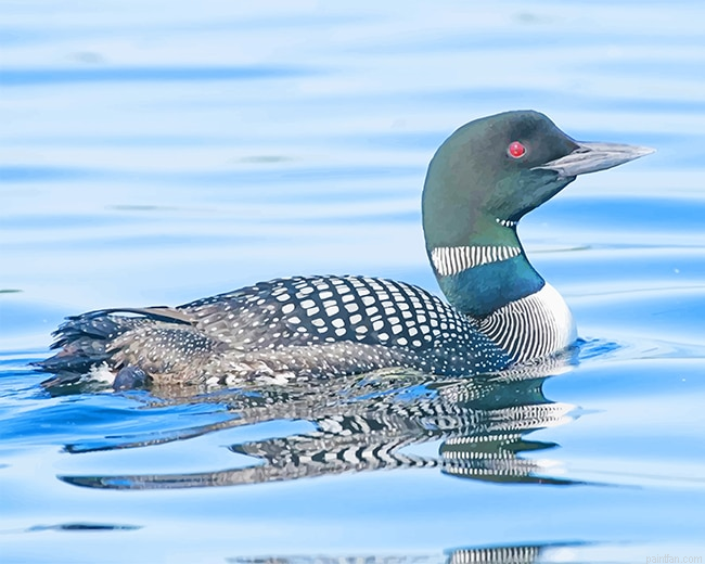 Loon Bird New Paint By Number.png