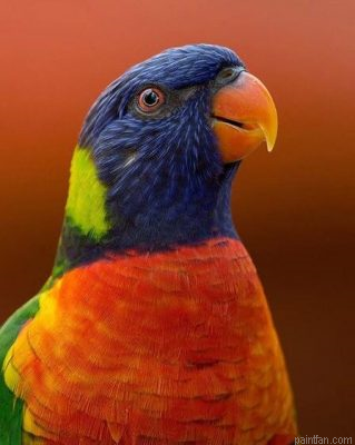 Lorikeet Parrot Paint By Numbers.png