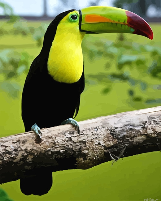 Loro Tucan New Paint By Numbers.png