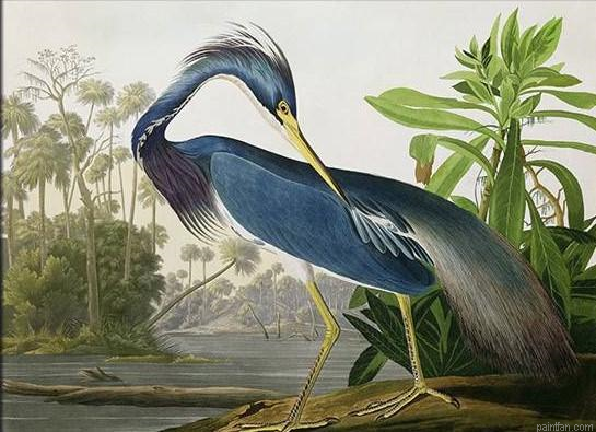 Louisiana Heron Paint By Numbers.png