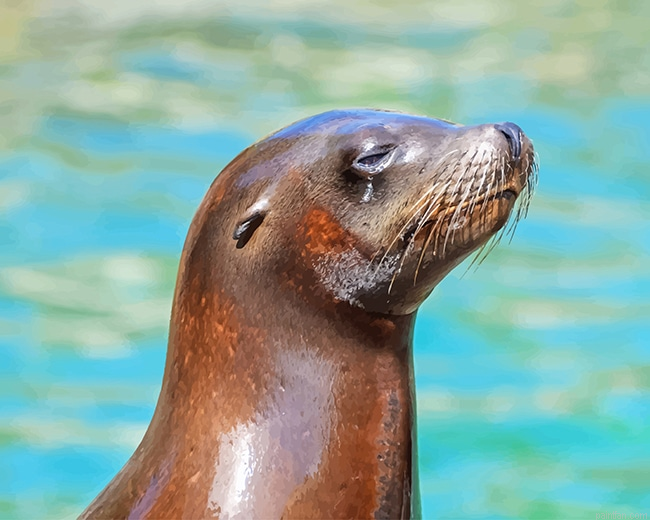 Lovely Otter Paint By Number.png