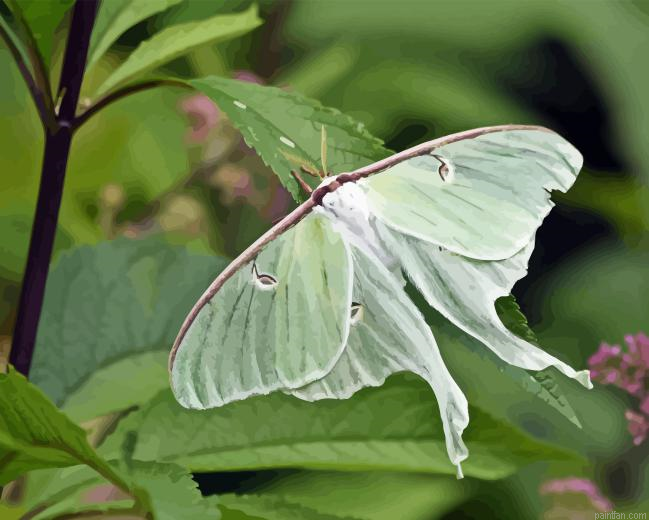 Luna Moth Insect Paint By Numbers.png