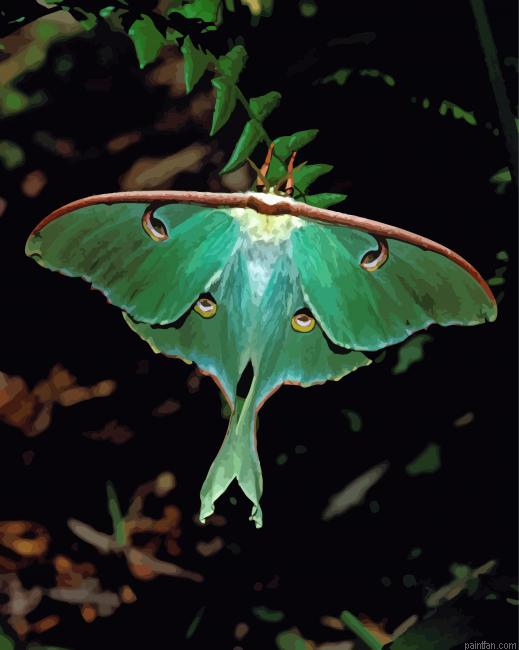 Luna Moth Paint By Numbers.png