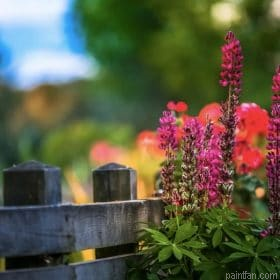 Lupine Flowers Paint By Numbers.png