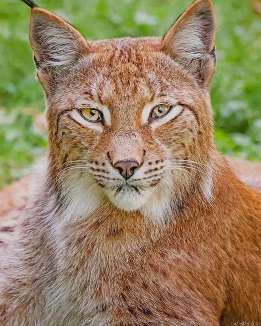 Lynx New Paint By Numbers.png