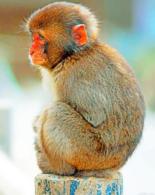 Macaque Monkey Animal Paint By Number.png